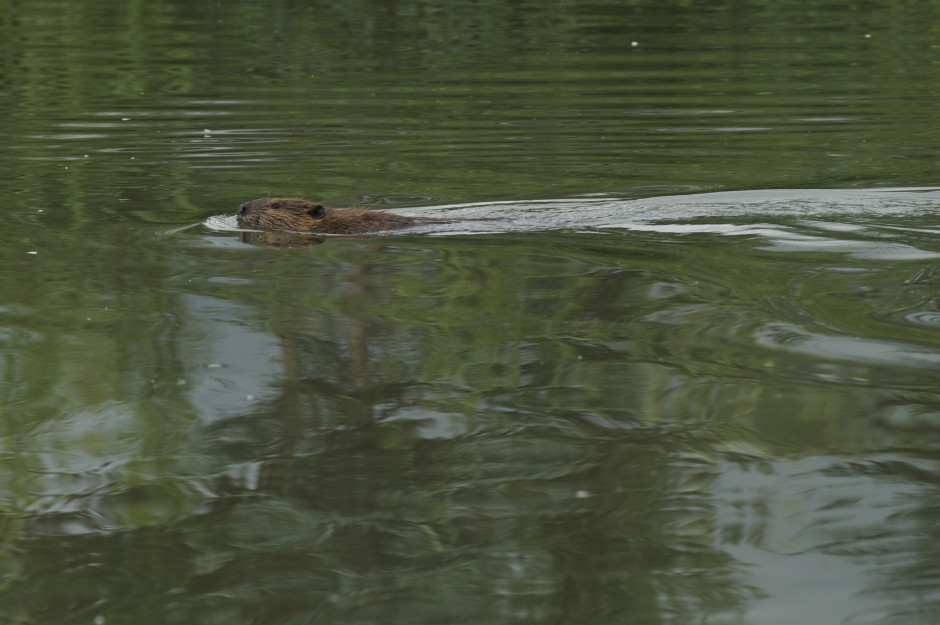 Beaver on green water