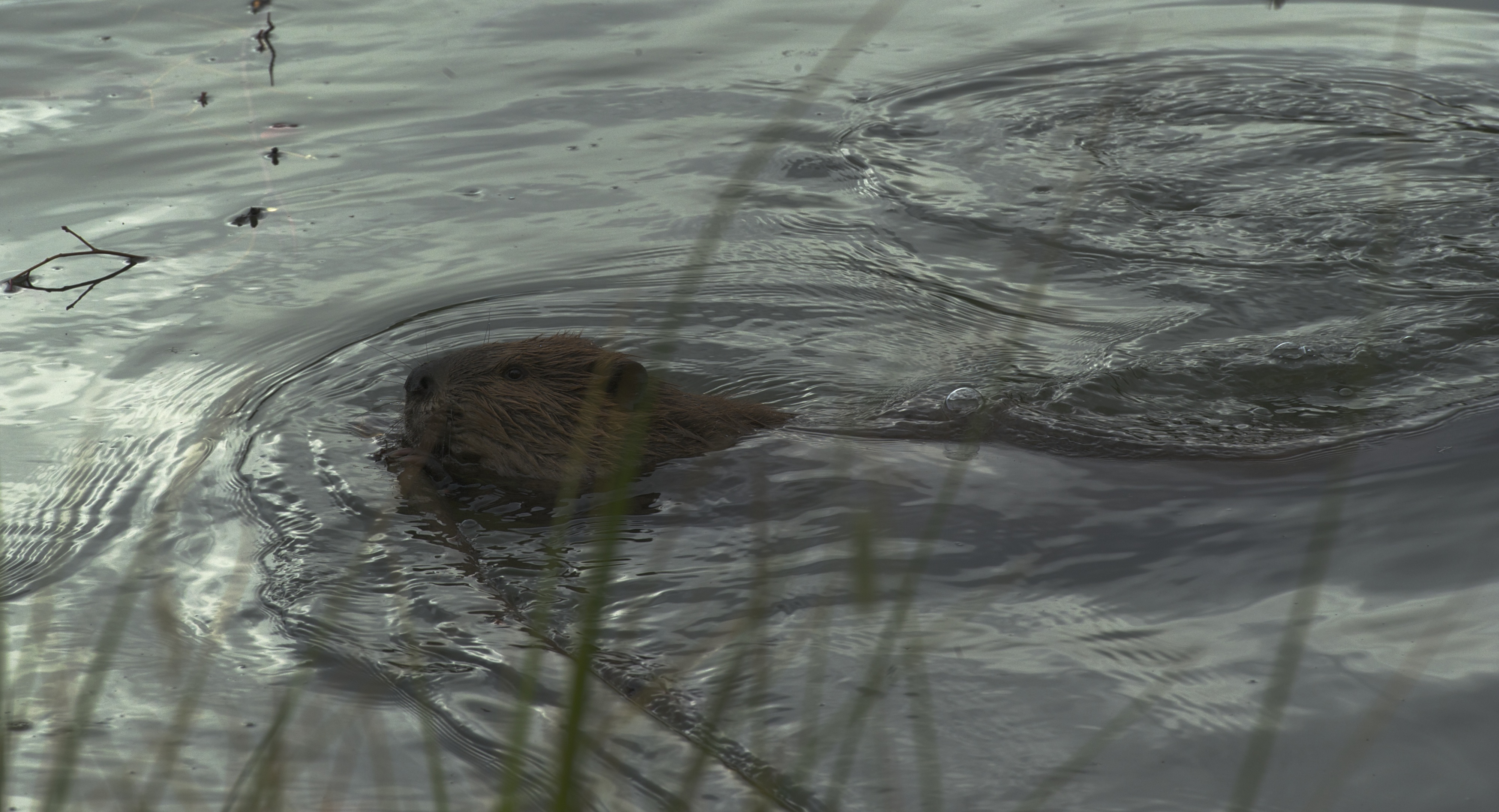 Beaver's Water Swirl