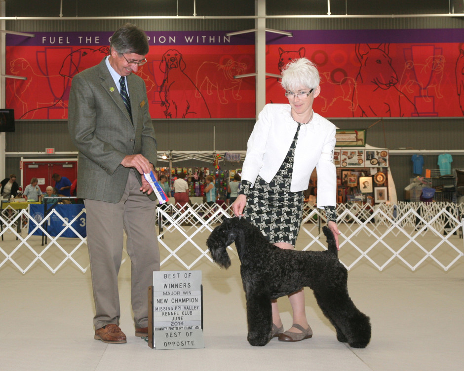 A NEW CHAMPION under Judge Richard William Powell who awarded WD, BOW, & BOS for our 3rd Major win.