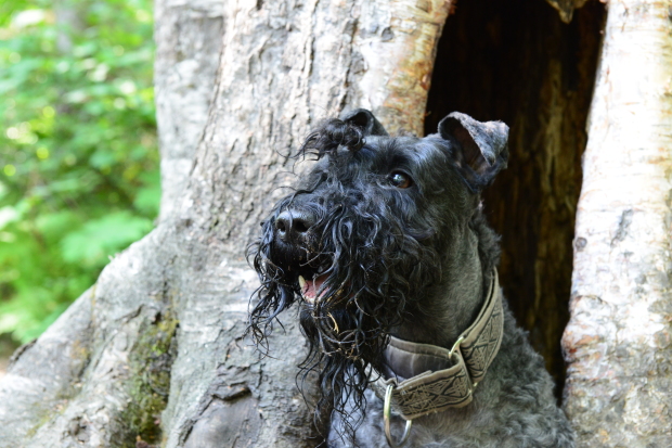 Aoife in Hollow Tree...