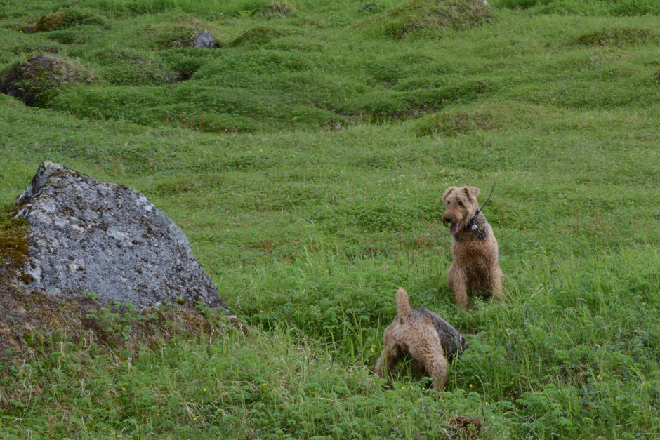 Jasper & Gypsy...