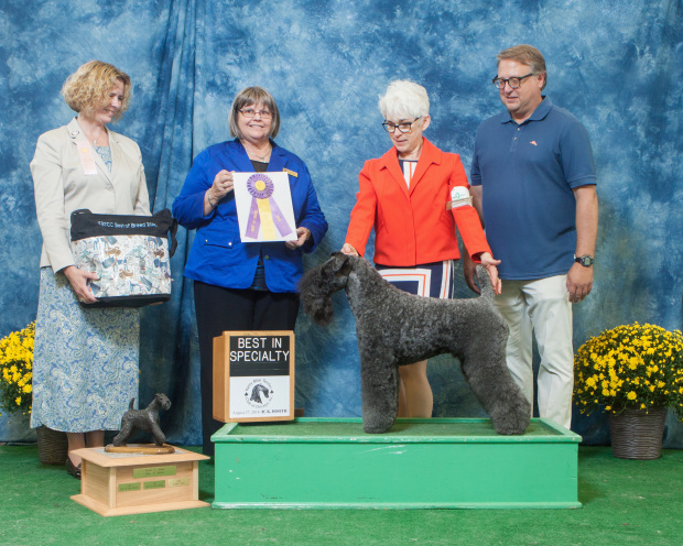 Judge Janie Bousek awarded GCH Stirling O'Hanluan BEST OF BREED for 5 Grand Champion points at the Kerry Blue Terrier Club of Chicago's concurrent specialty in St. Charles, Illinois on August 27, 2016.