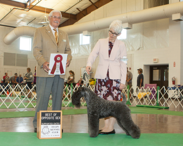 Judge Charles Trotter awarded GCH Stirling O'Hanluan BEST OF OPPOSITES for 5 Grand Champion points at the Elgin Kennel Club All-Breed Dog Show in St. Charles, Illinois on August 28, 2016.
